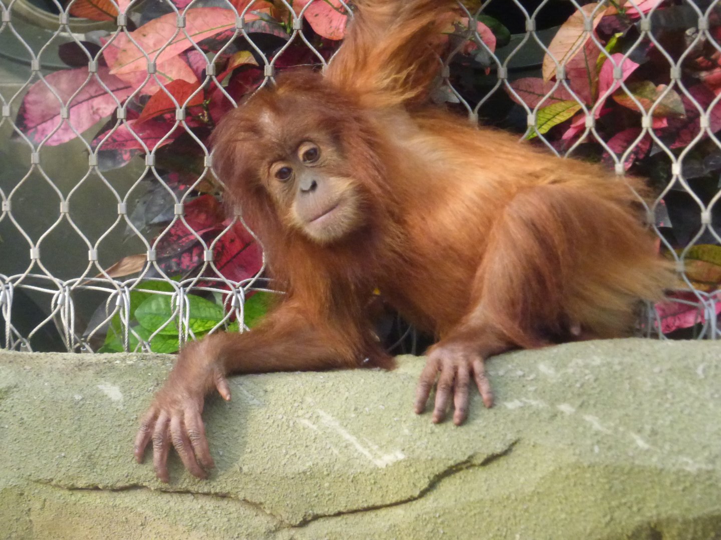 Siska (Sumatran Orang-utan)