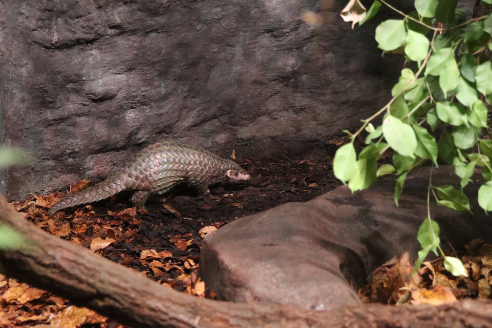 Šiška the first pangolin to be born in Europe