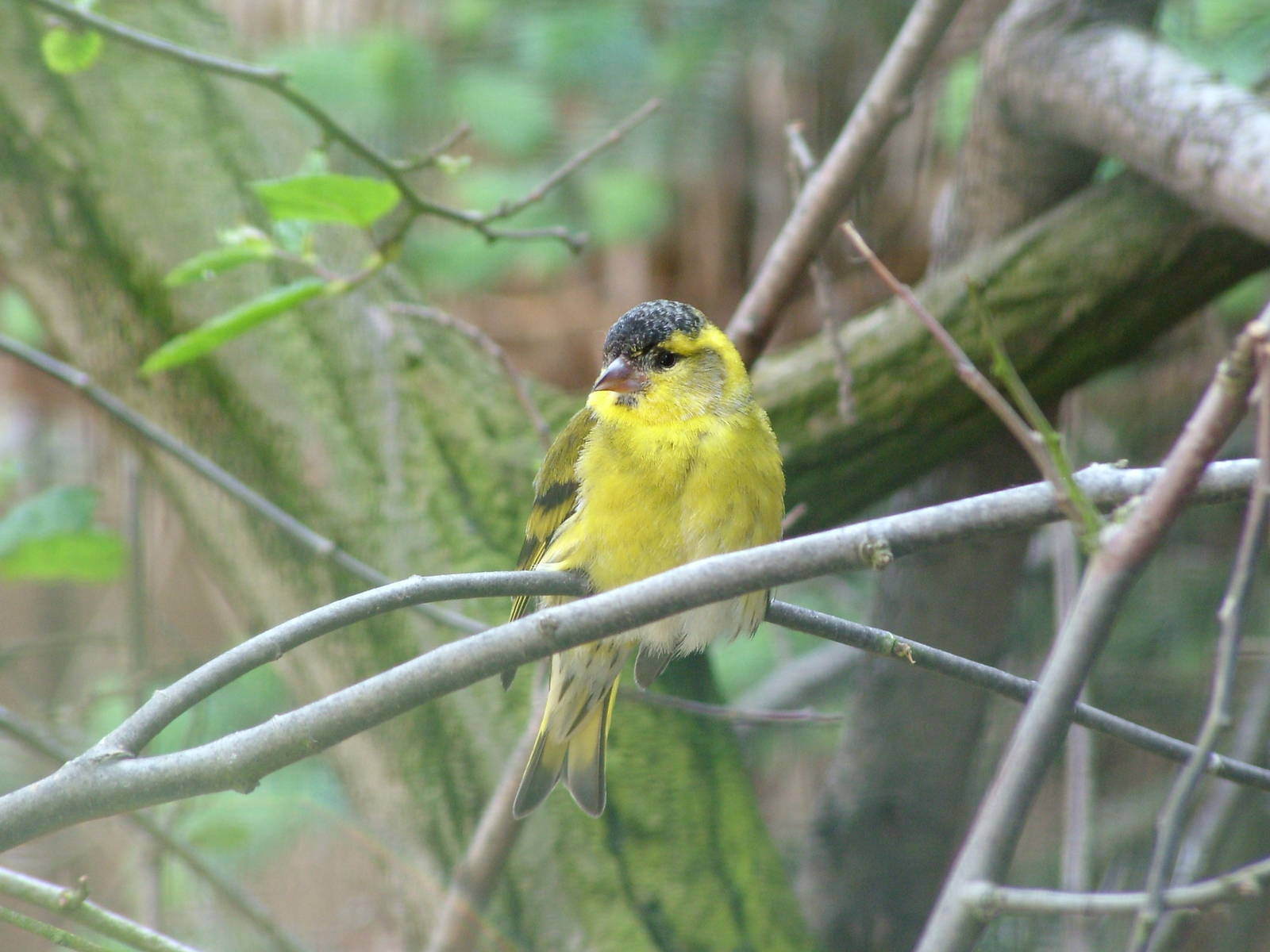 Siskin at Prague, 24/05/10