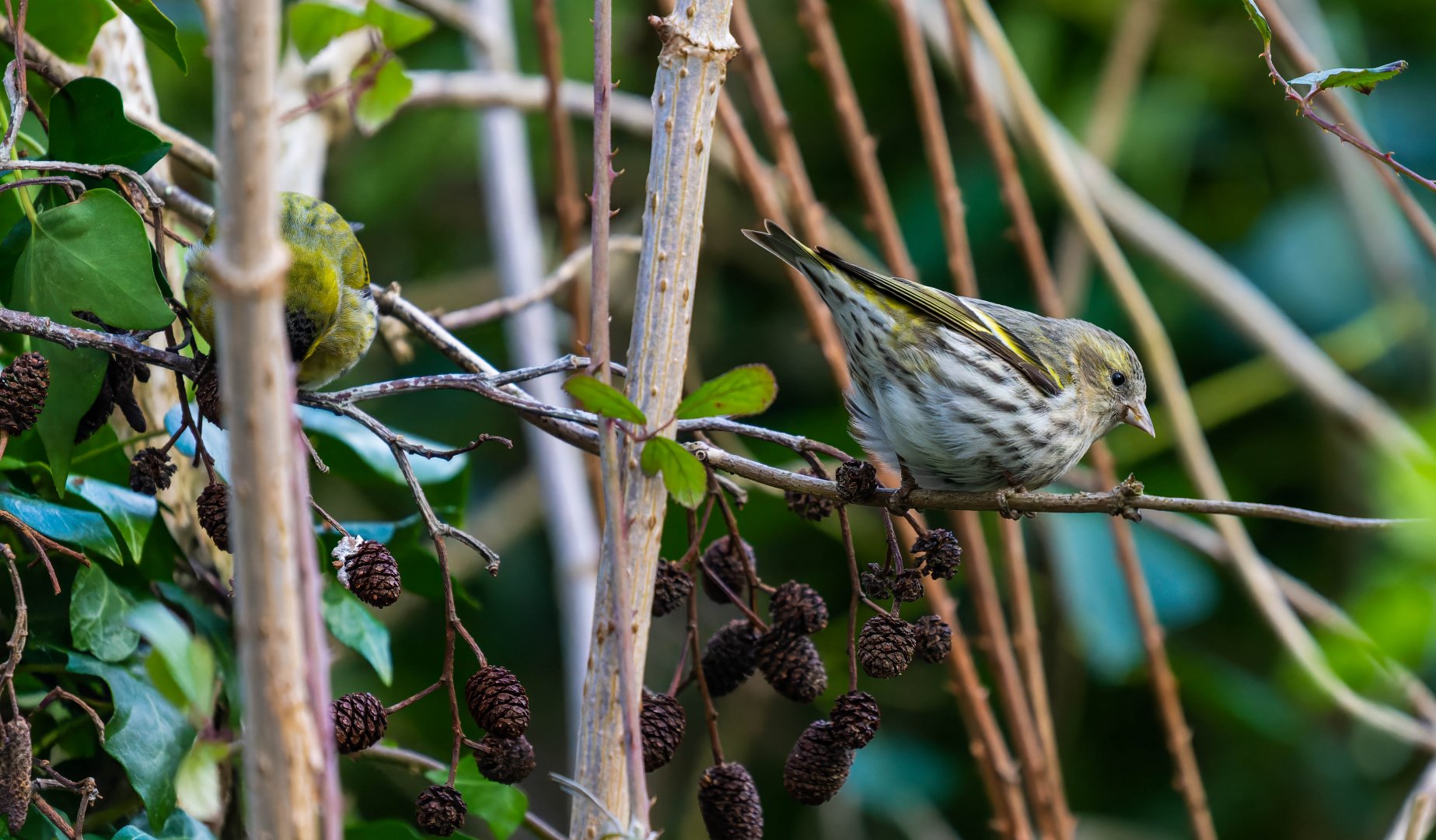 Siskin (wild), UK