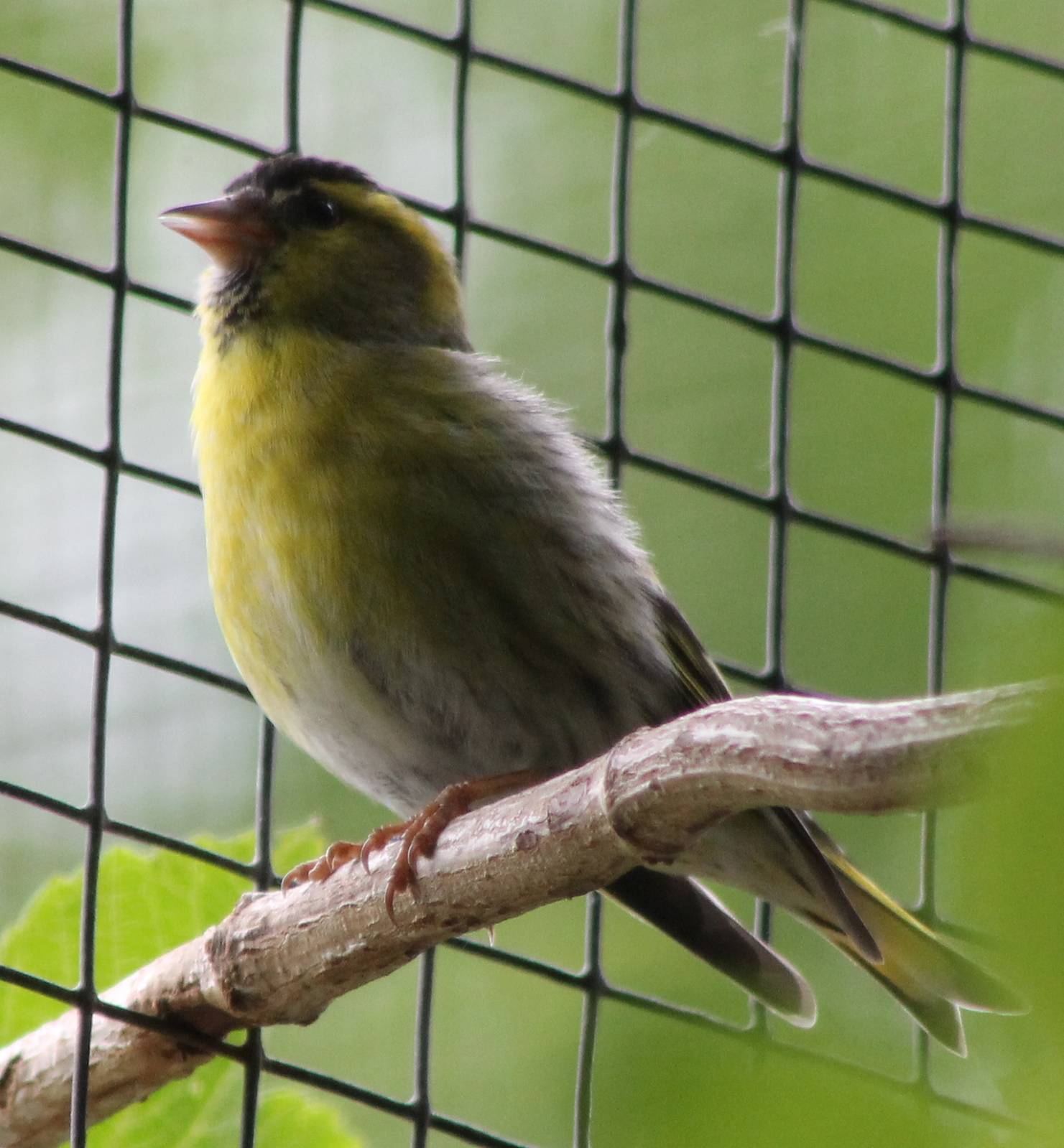 Siskin