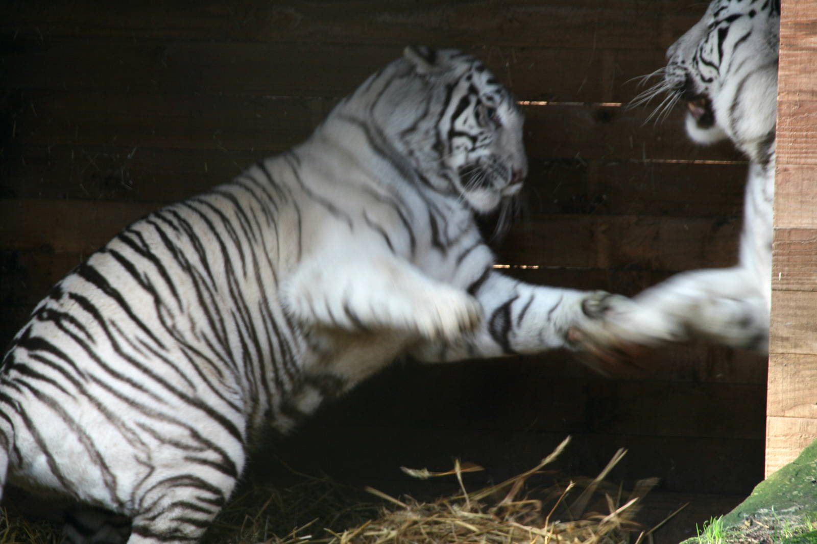 sister and brother don't always get along