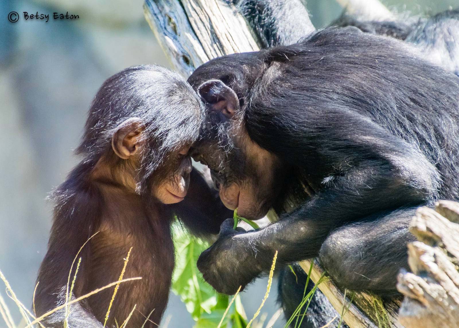 Sisters, Belle and Maddie, bonobos transferred from Cincinnati
