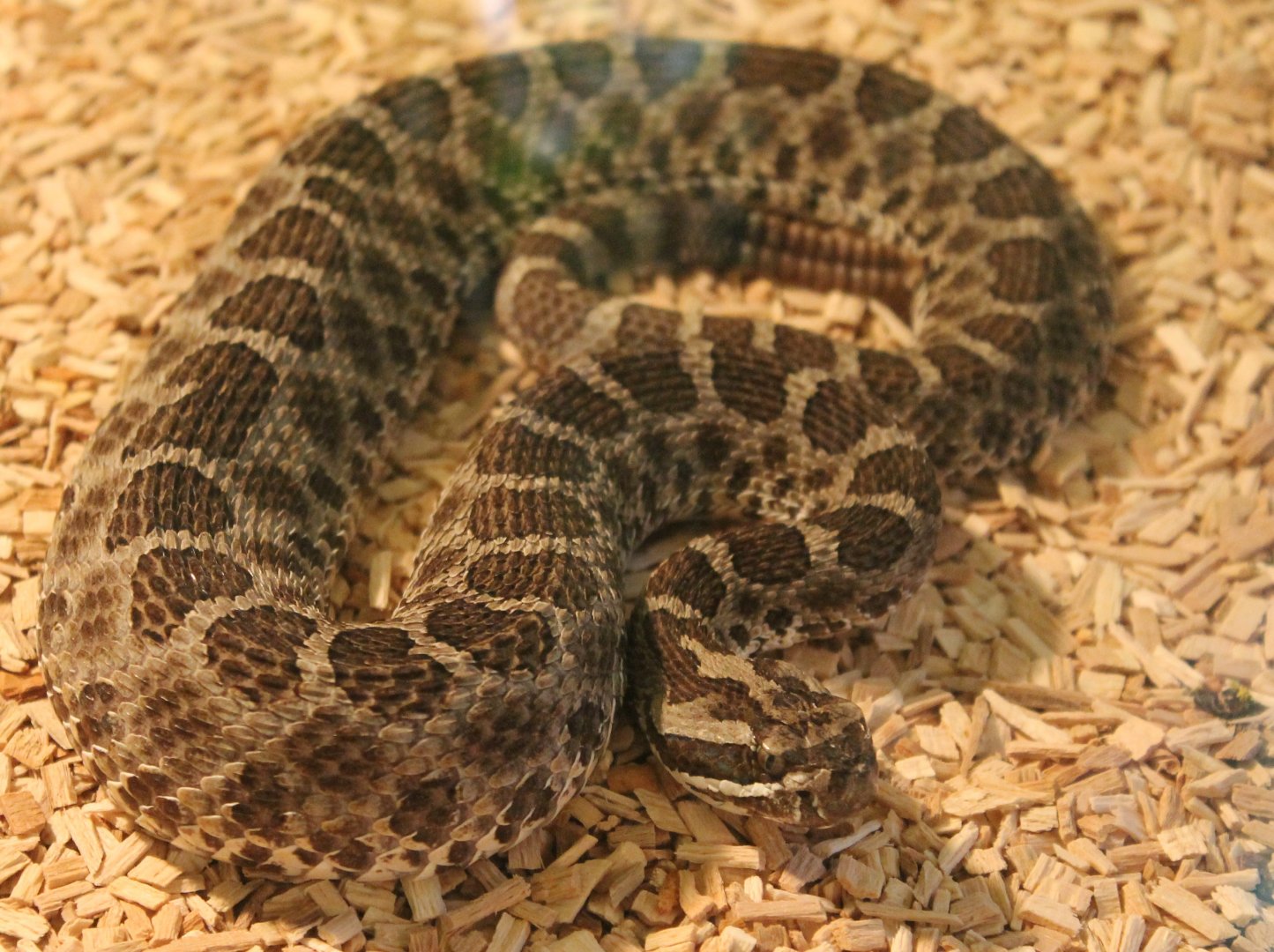 Sistrurus catenatus tergeminus