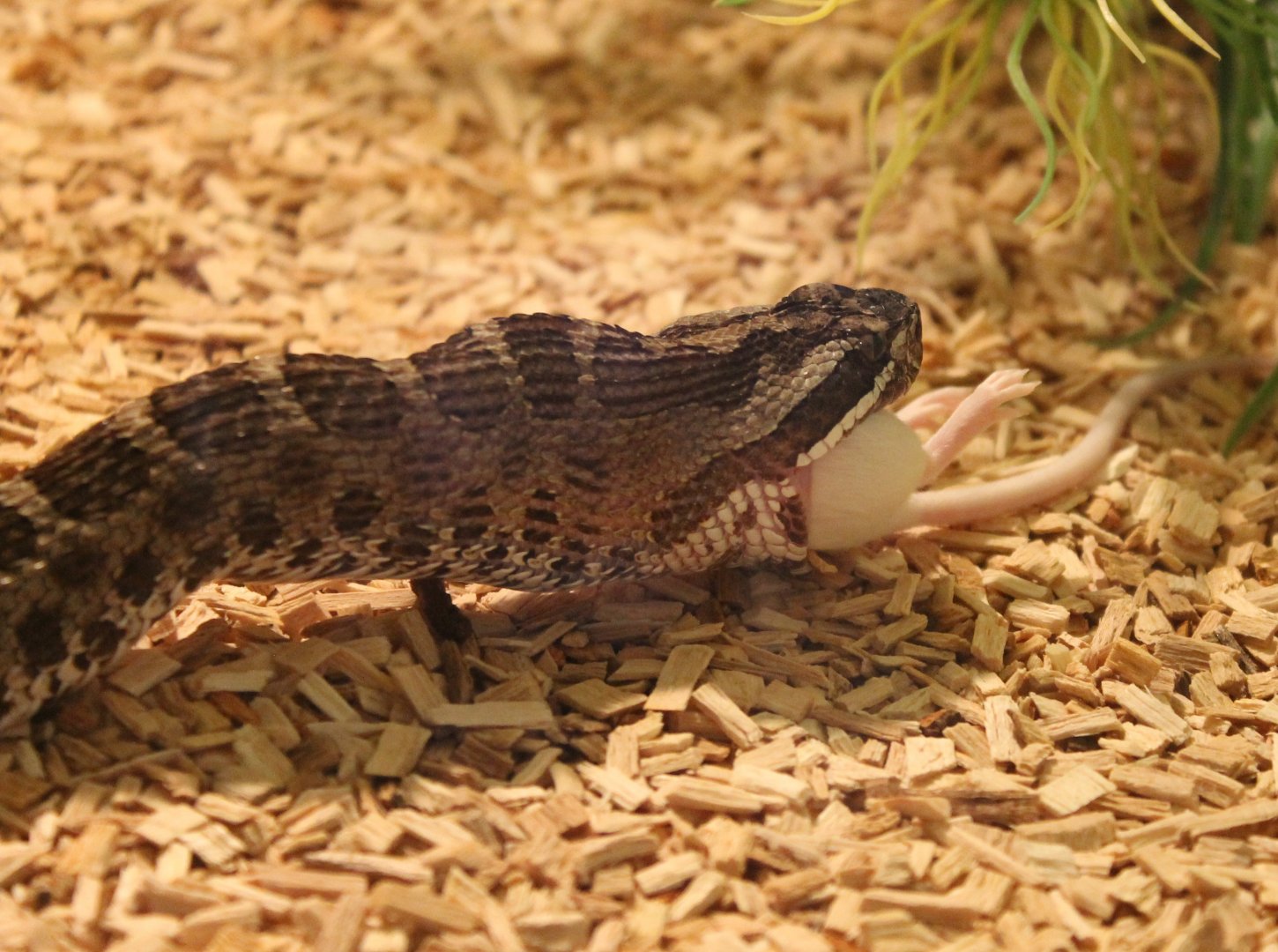 Sistrurus catenatus tergeminus