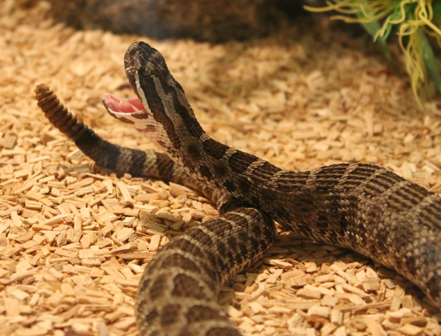 Sistrurus catenatus tergeminus