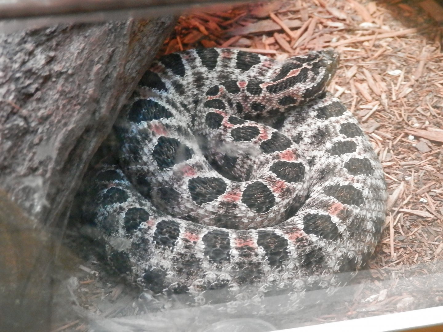 Sistrurus miliarius? - Terarium Praha 2014