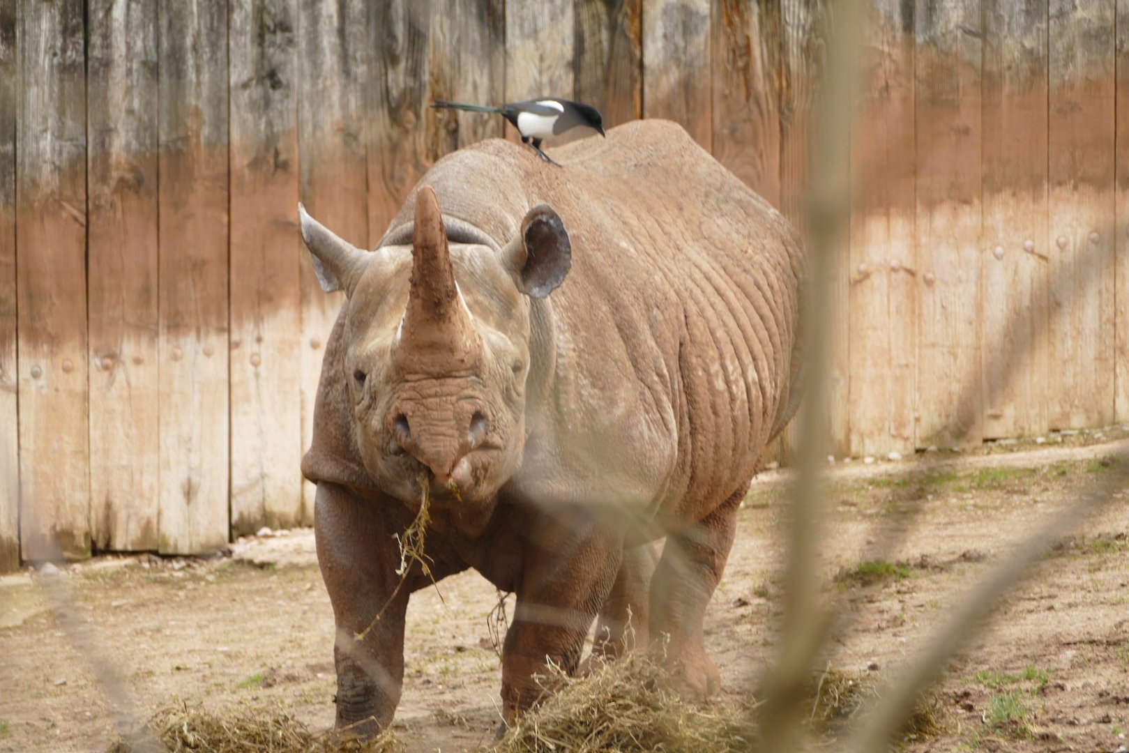 Sita and magpie, February 2022