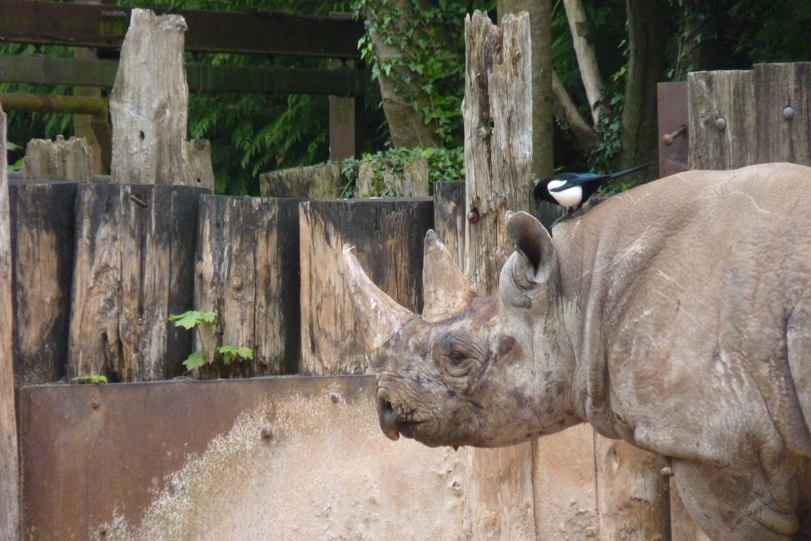 Sita, Black Rhino, May 2016