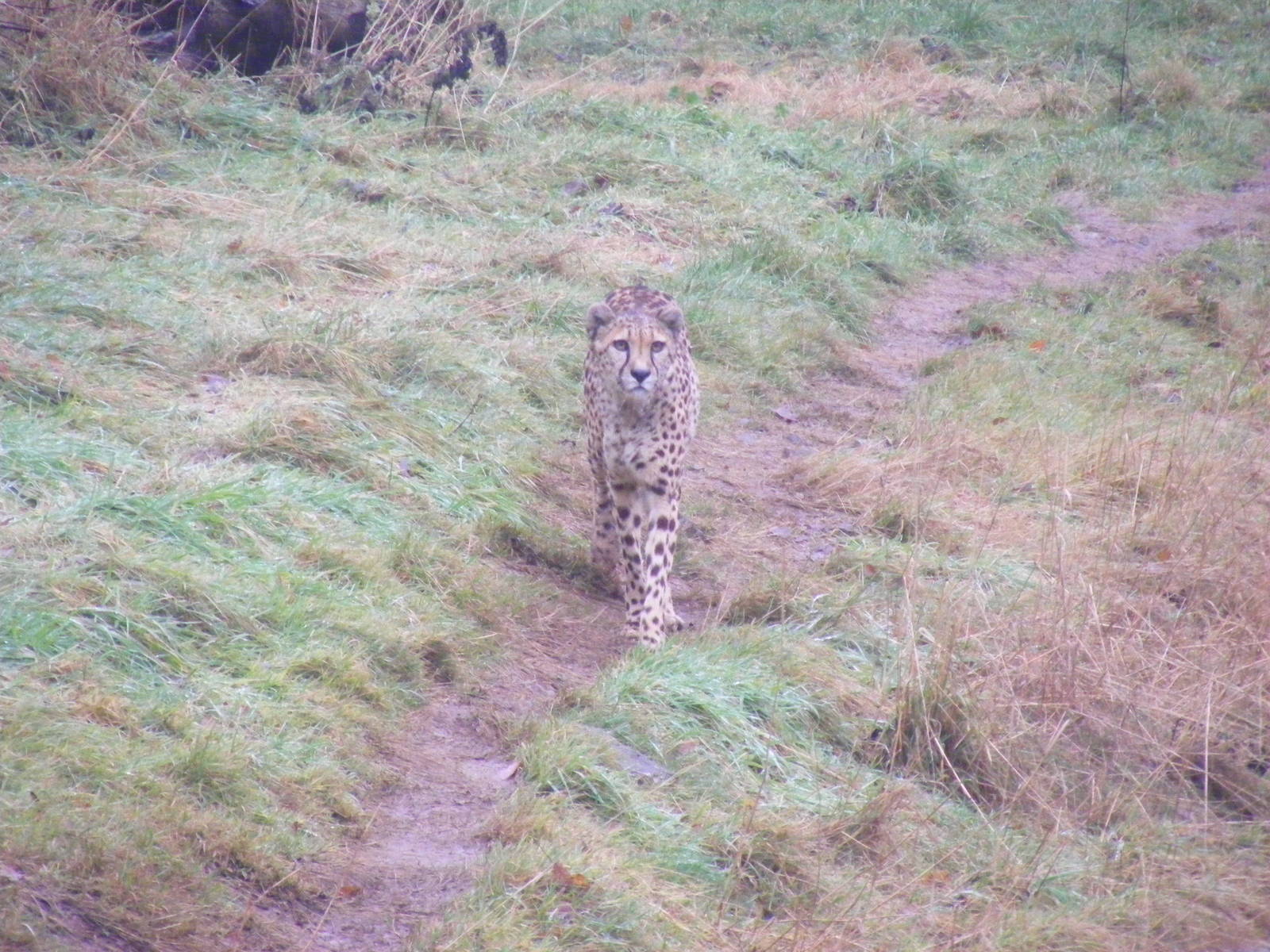 Sita the cheetah at Dartmoor Zoo, 30 December 2010
