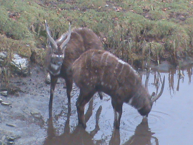 sitatunga 01/10