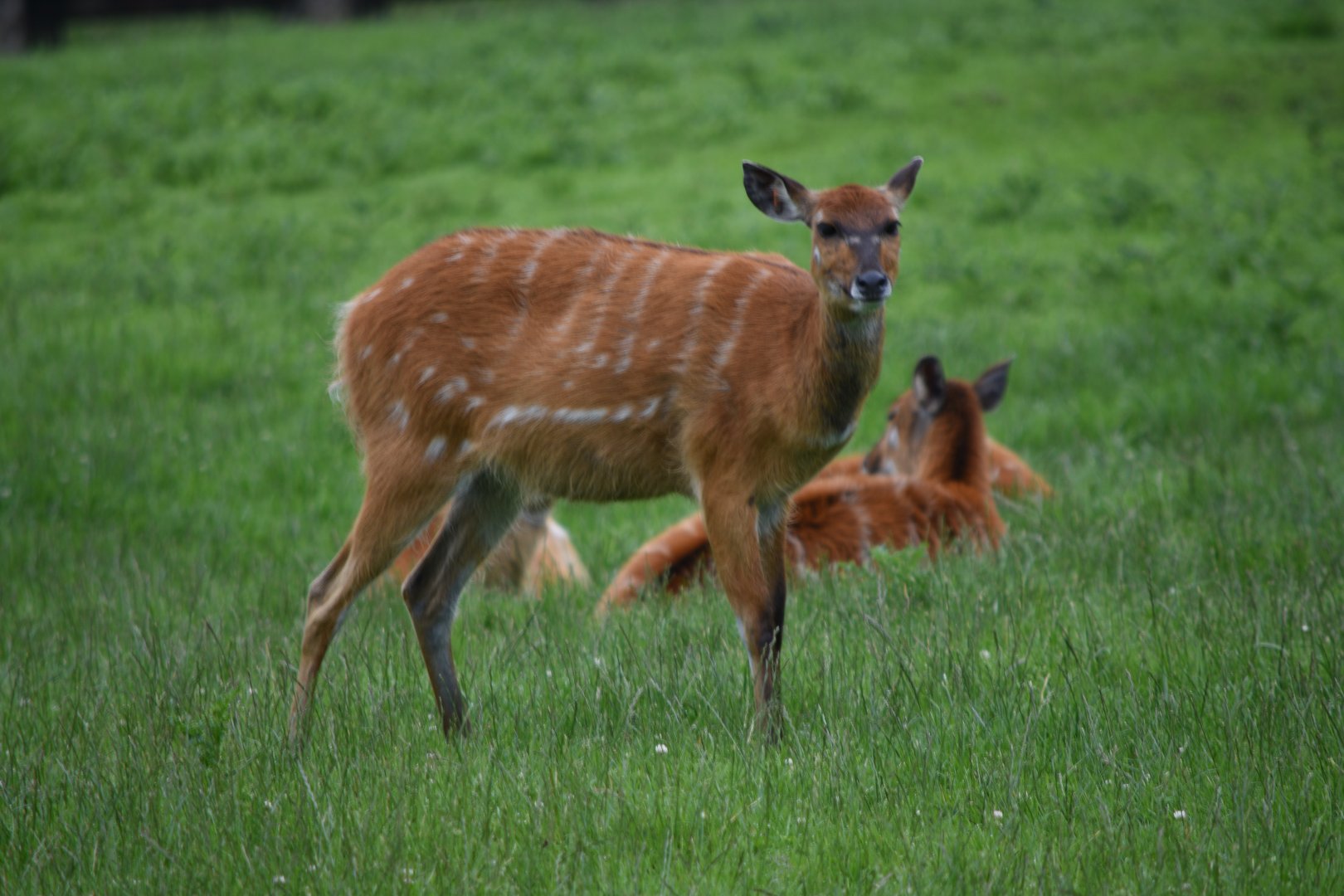 Sitatunga - 08/07/20