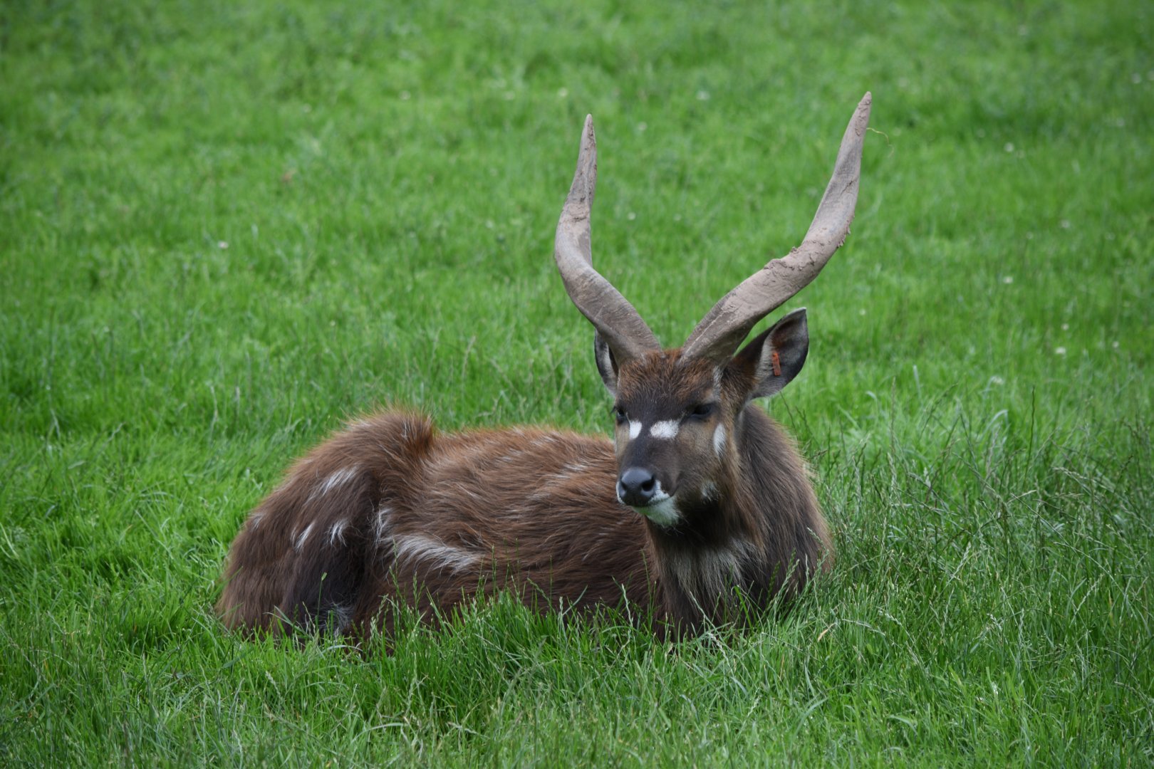 Sitatunga - 08/07/20