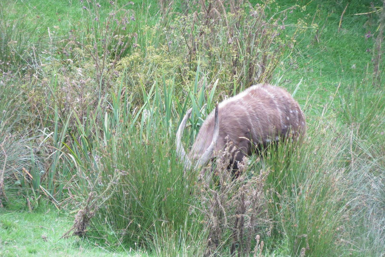 Sitatunga 090815