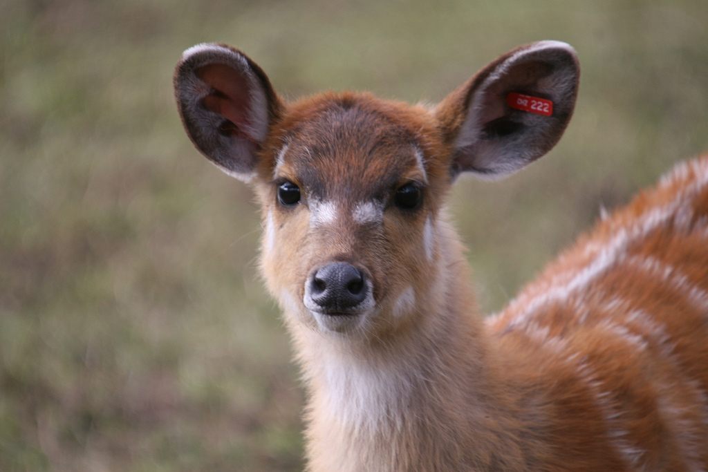 Sitatunga #1