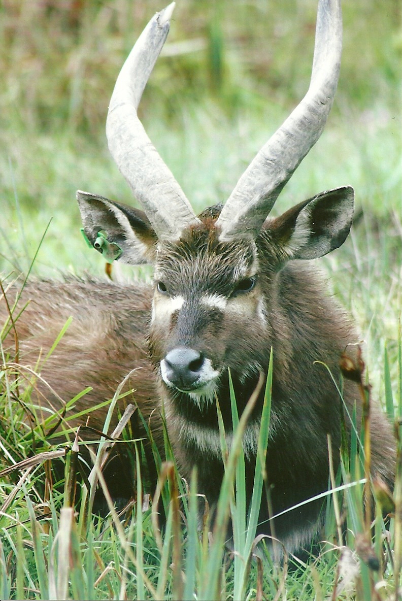 Sitatunga 12th September 2012
