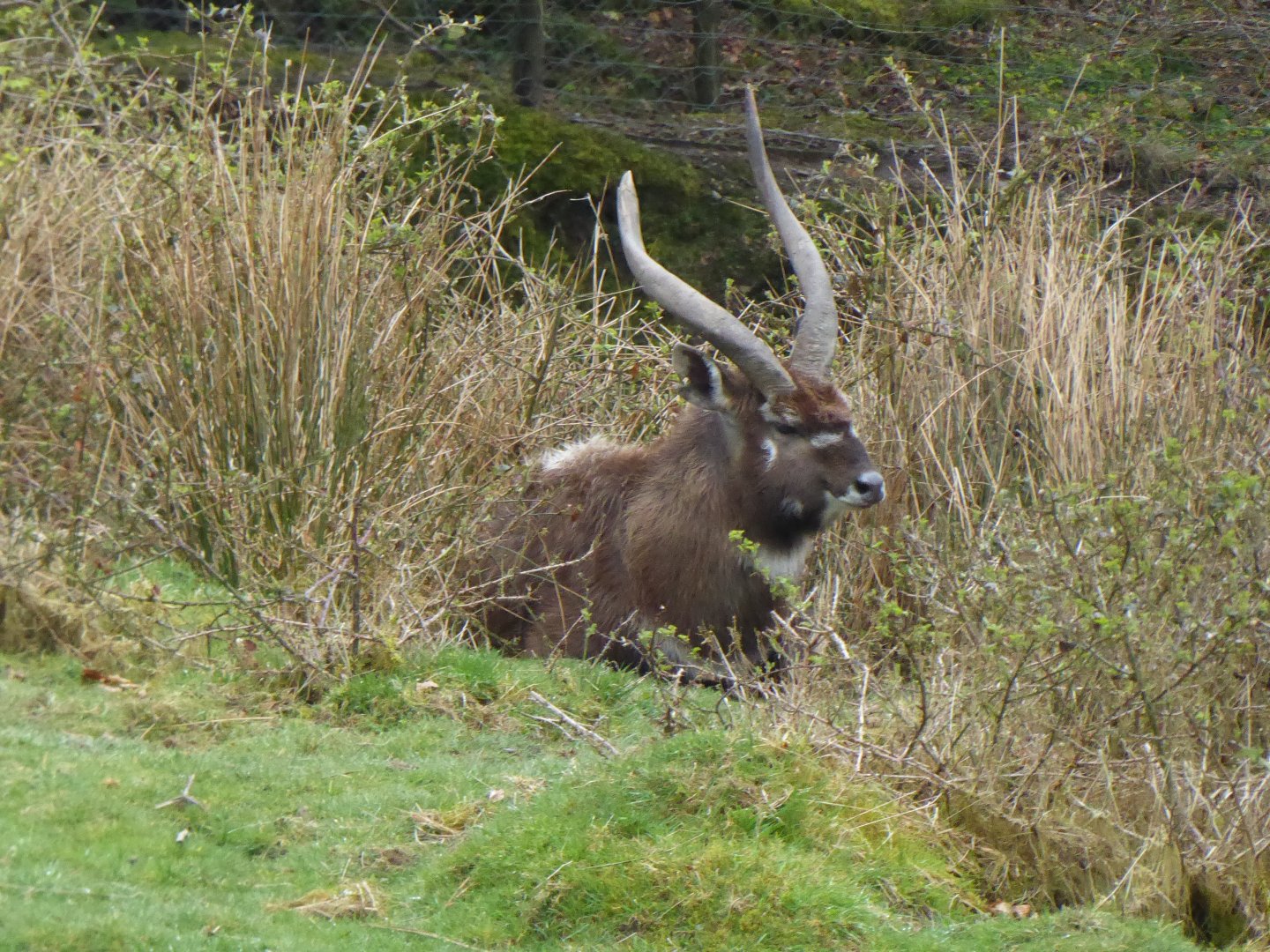Sitatunga 150418