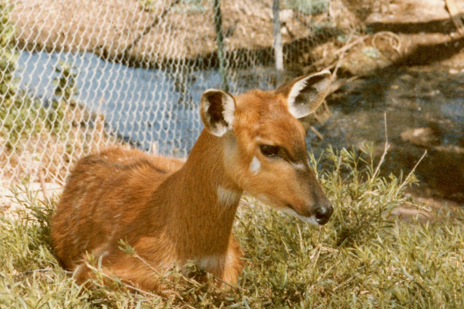 Sitatunga - 1990's