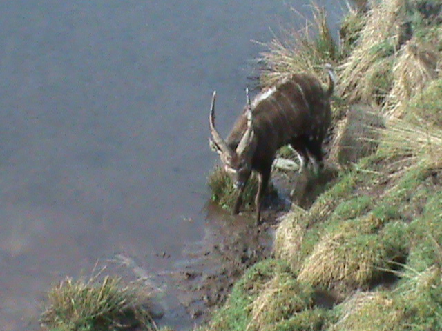 sitatunga 200211