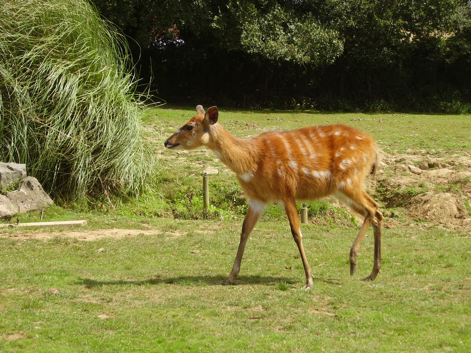 Sitatunga - 2008