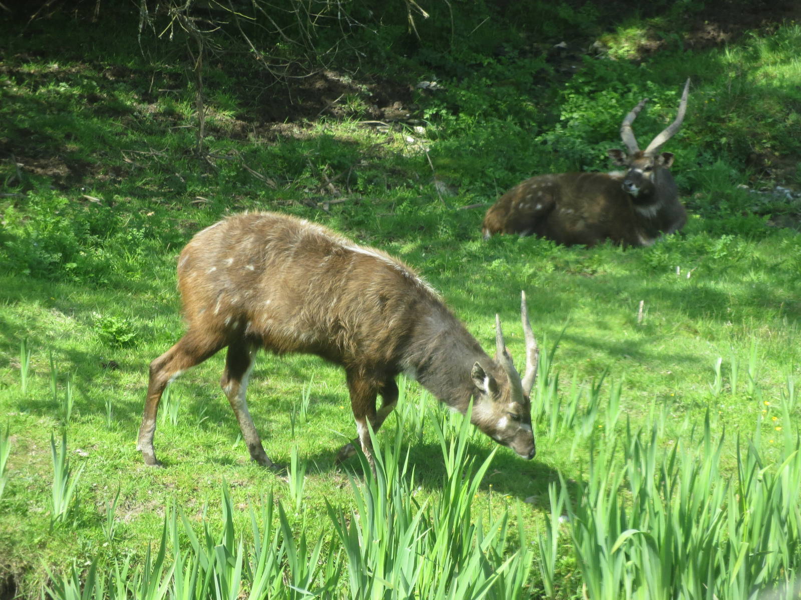 Sitatunga 300513