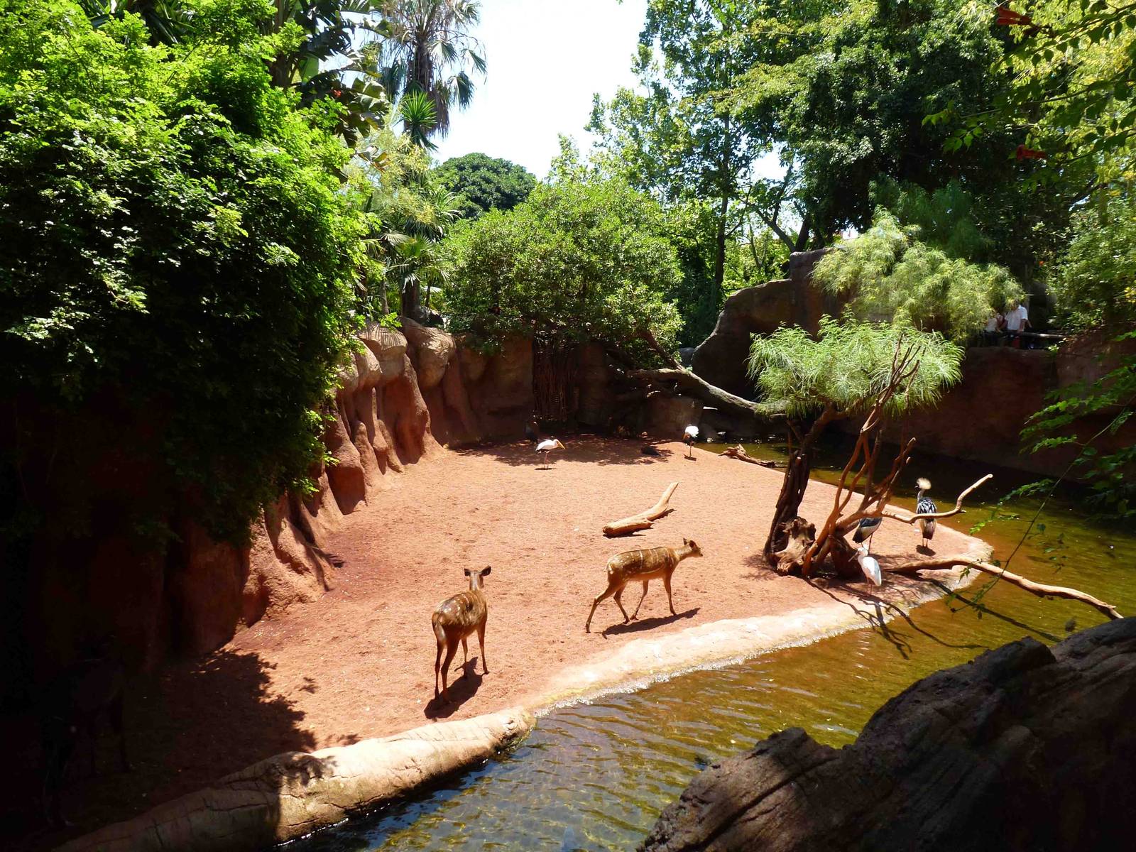 Sitatunga/African bird enclosure, July 2013.