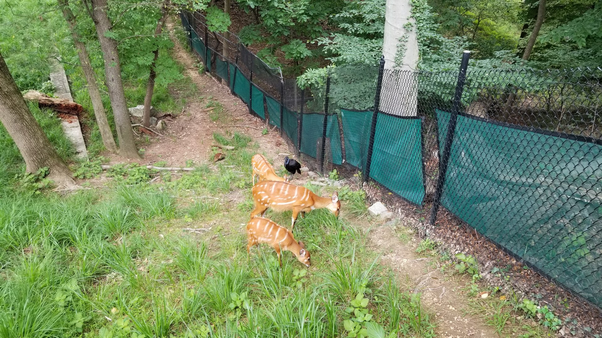 Sitatunga and Abyssinian Ground Hornbill