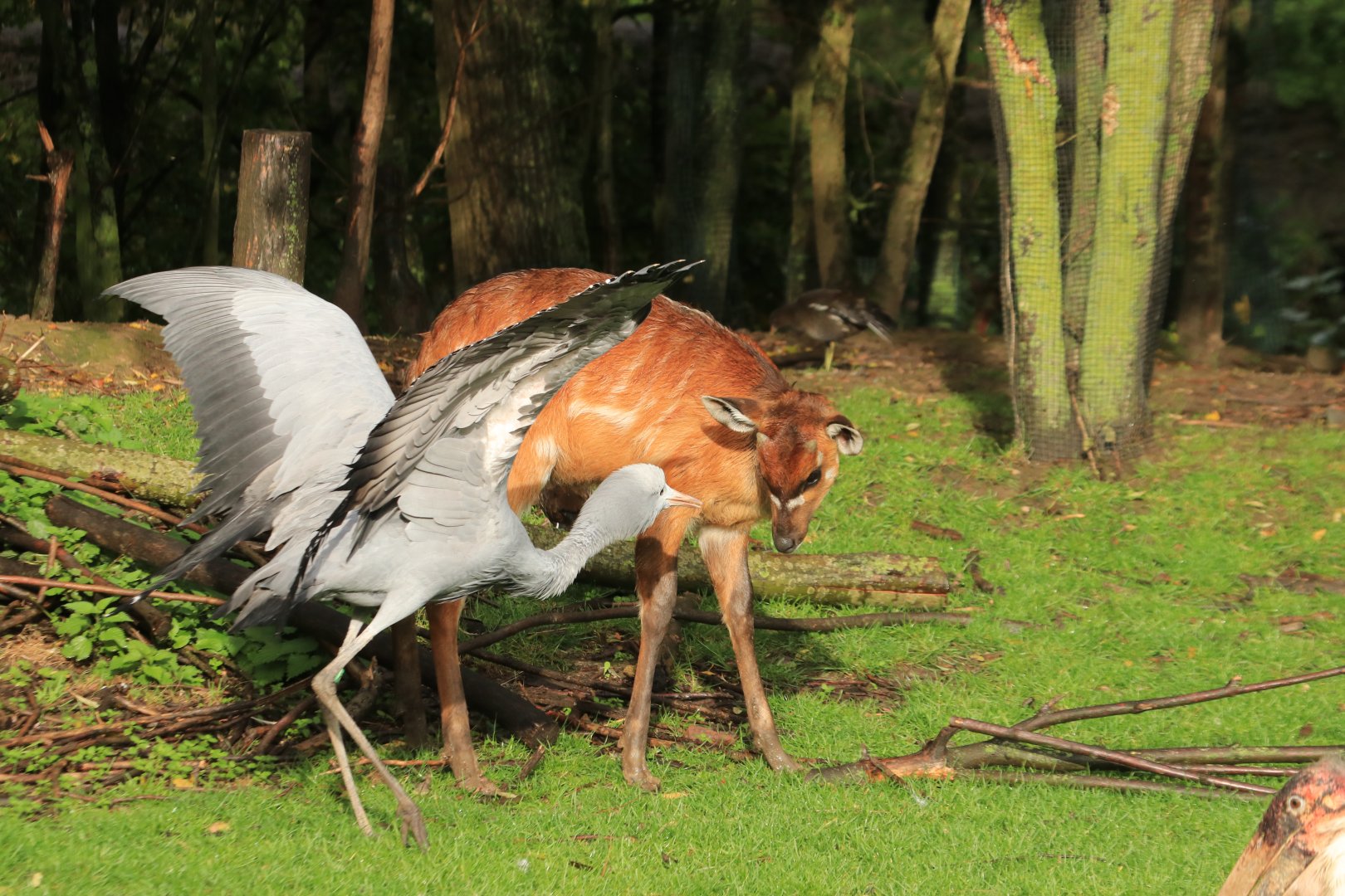 Sitatunga and blue crane (November 2019)