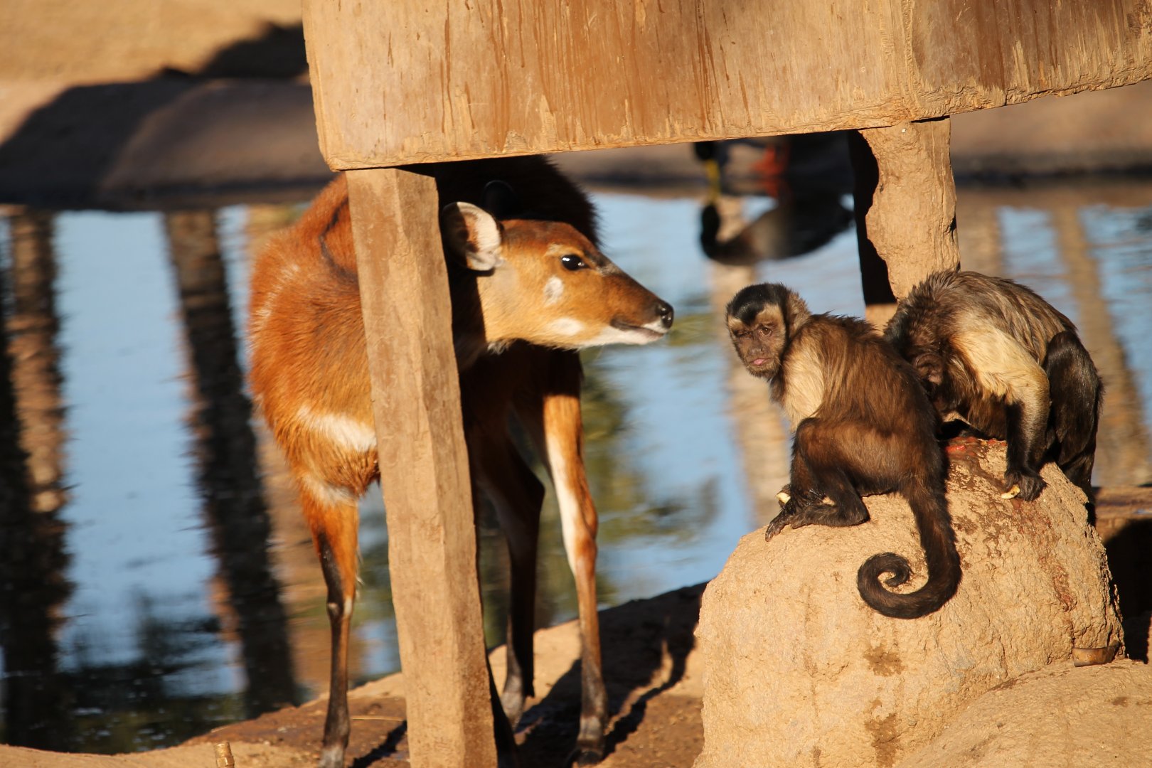Sitatunga and Capuchins