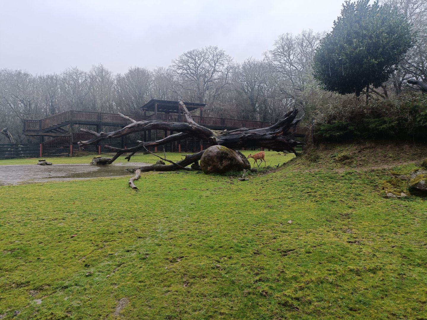 Sitatunga and common eland exhibit -Marcelle Naturaleza