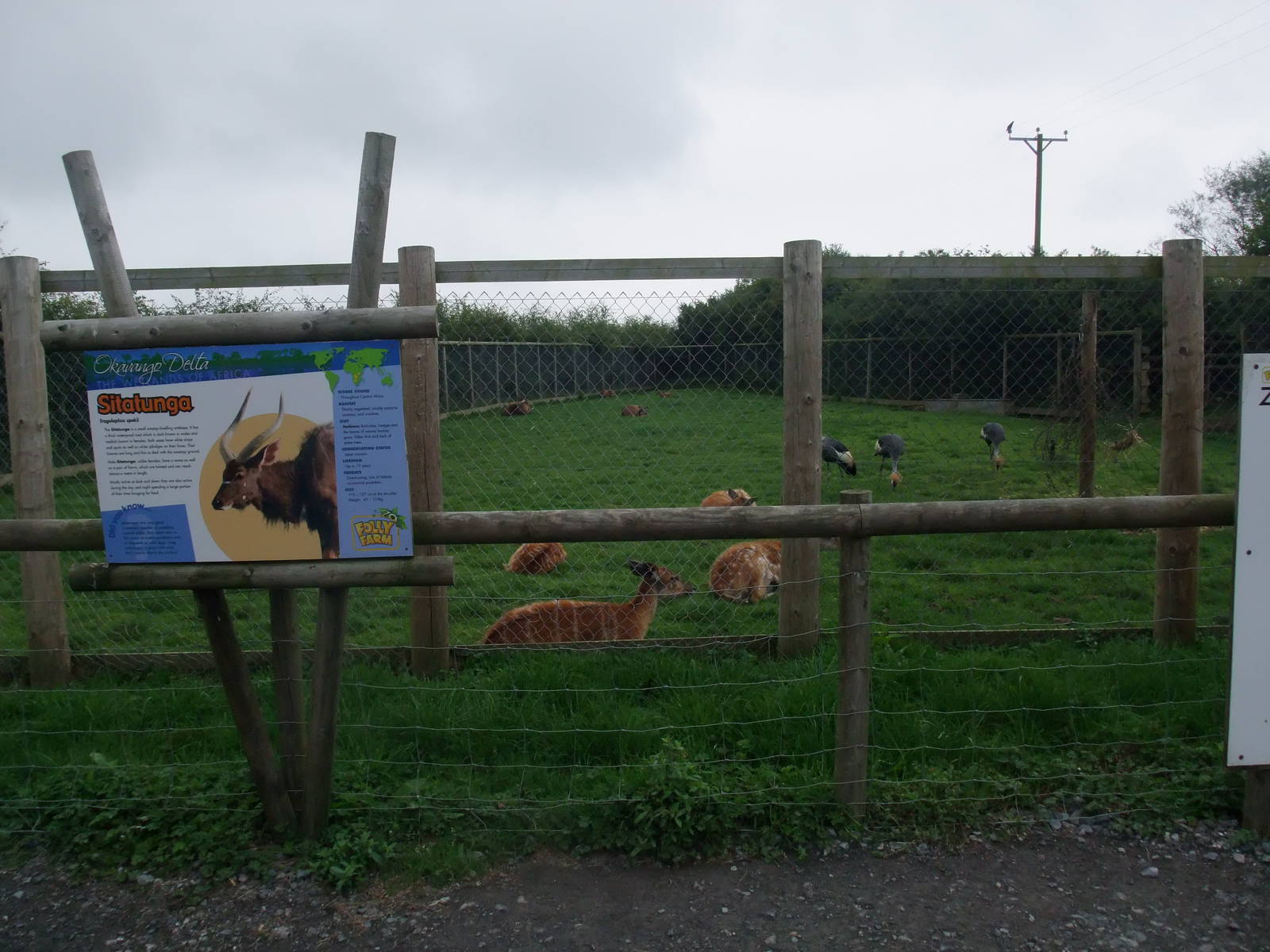 Sitatunga and Crane Paddock at Folly Farm, 01/08/11