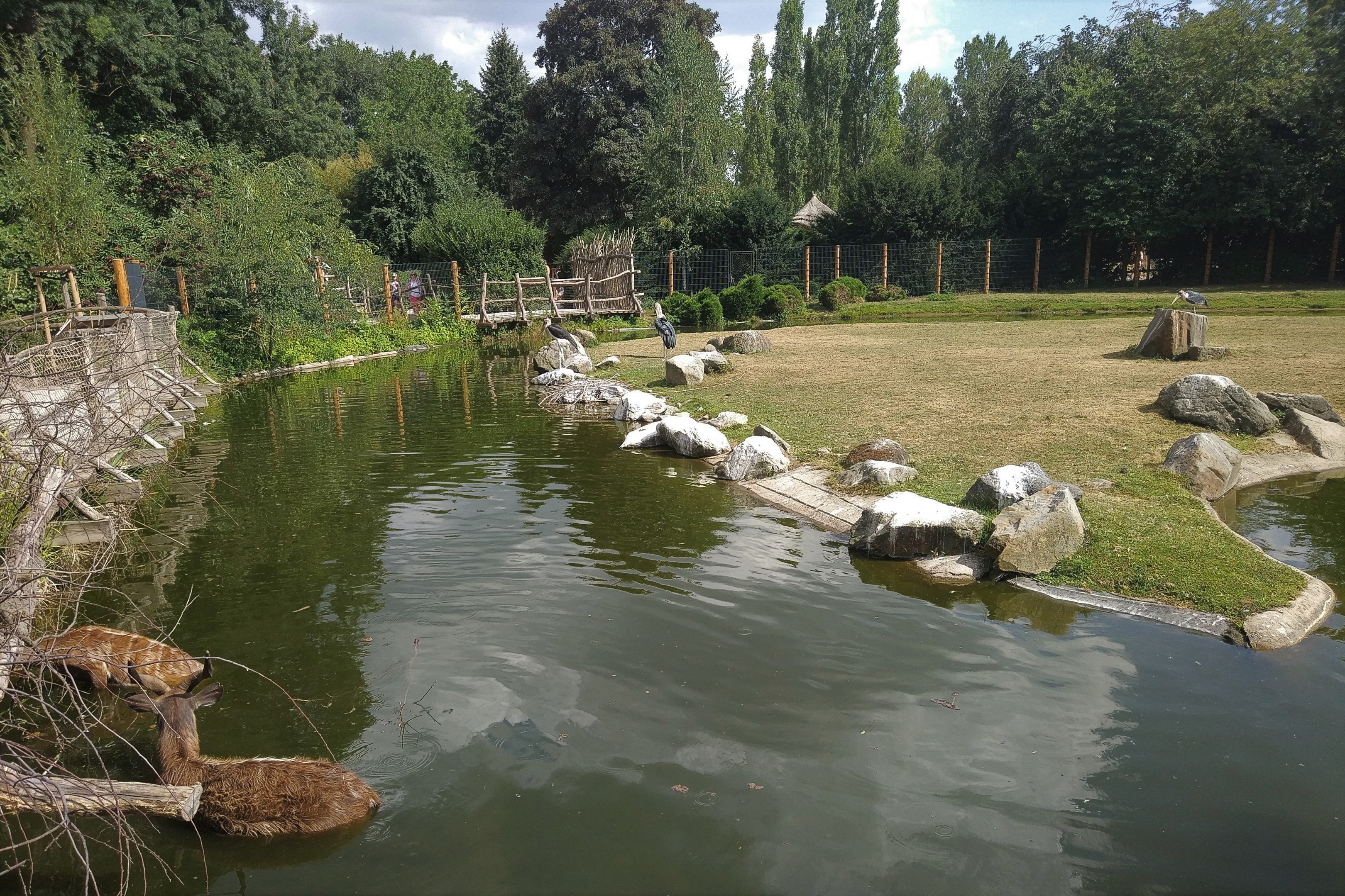 Sitatunga and Marabou Paddock