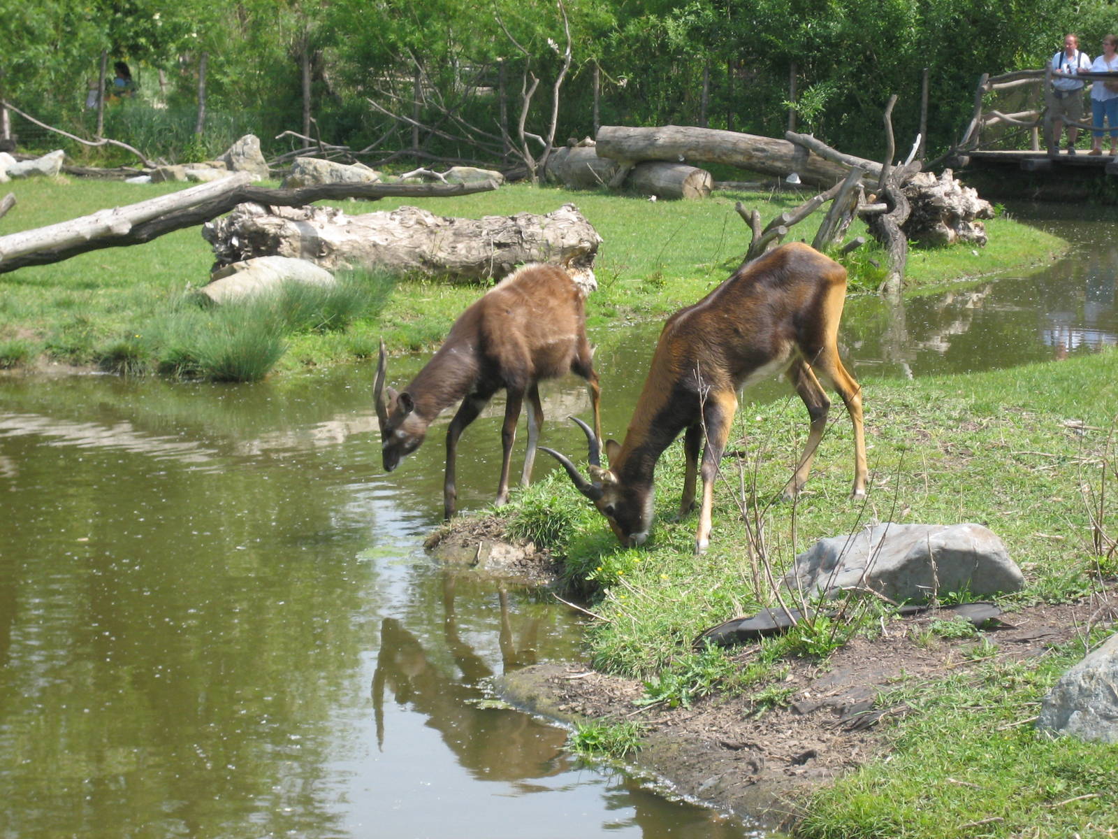 Sitatunga and Mrs.Grays Waterbuck