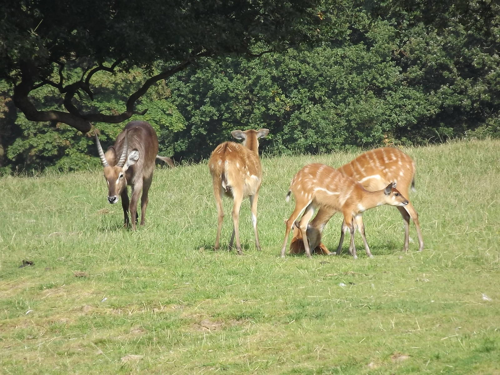 Sitatunga and Waterbuck at Knowsley Safari Park 08/09/12