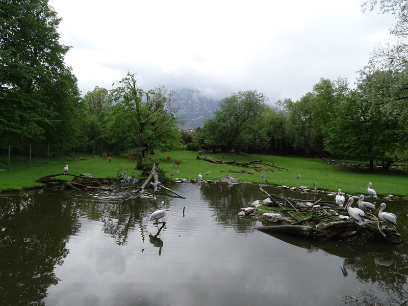 Sitatunga and waterfowl enclosure
