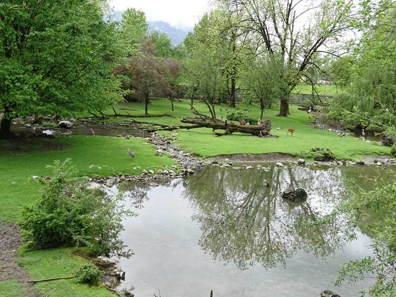 Sitatunga and waterfowl enclosure