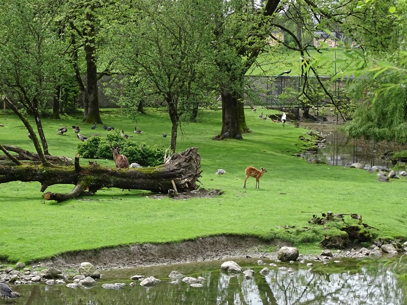 Sitatunga and waterfowl enclosure
