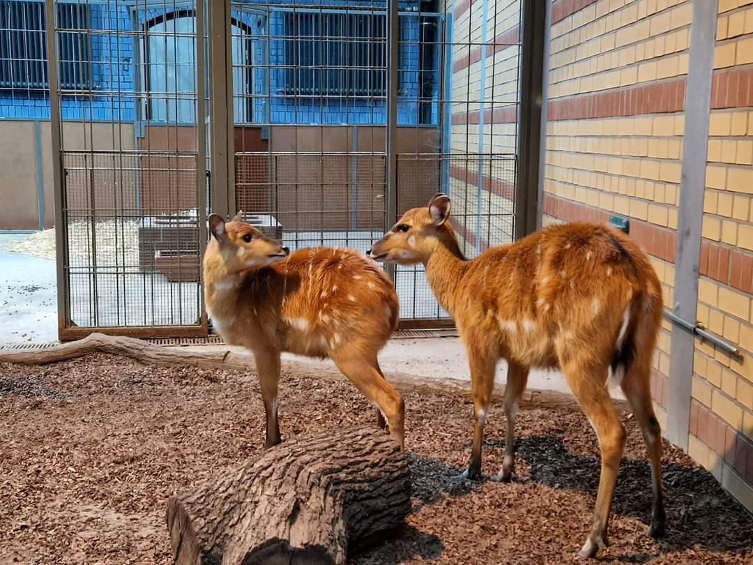 Sitatunga, Antelope House