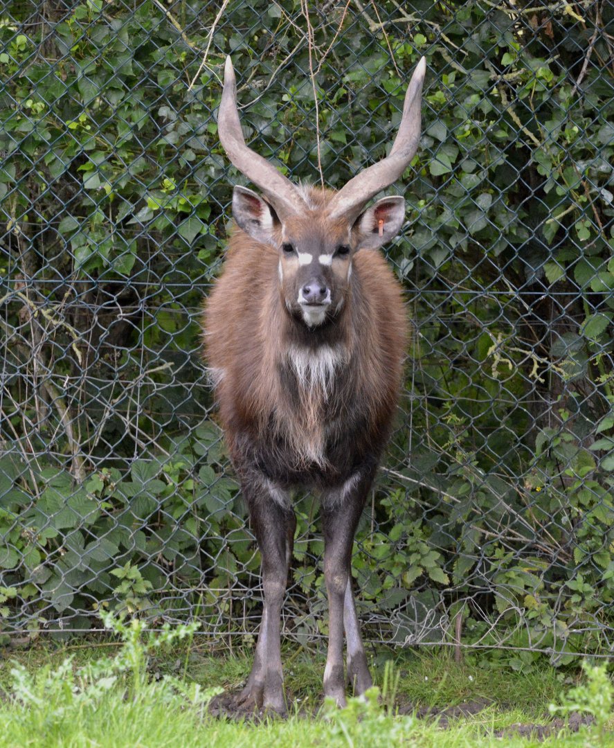 Sitatunga antelope male