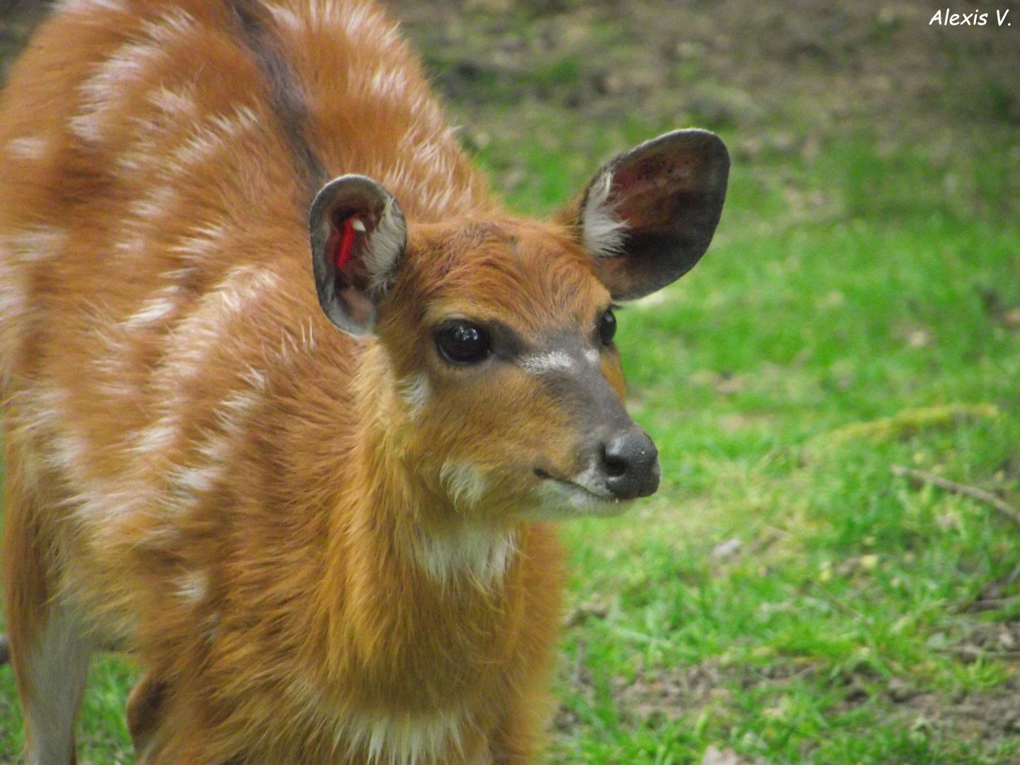 Sitatunga Antelope - Zooparc de Beauval - 12/04/2025