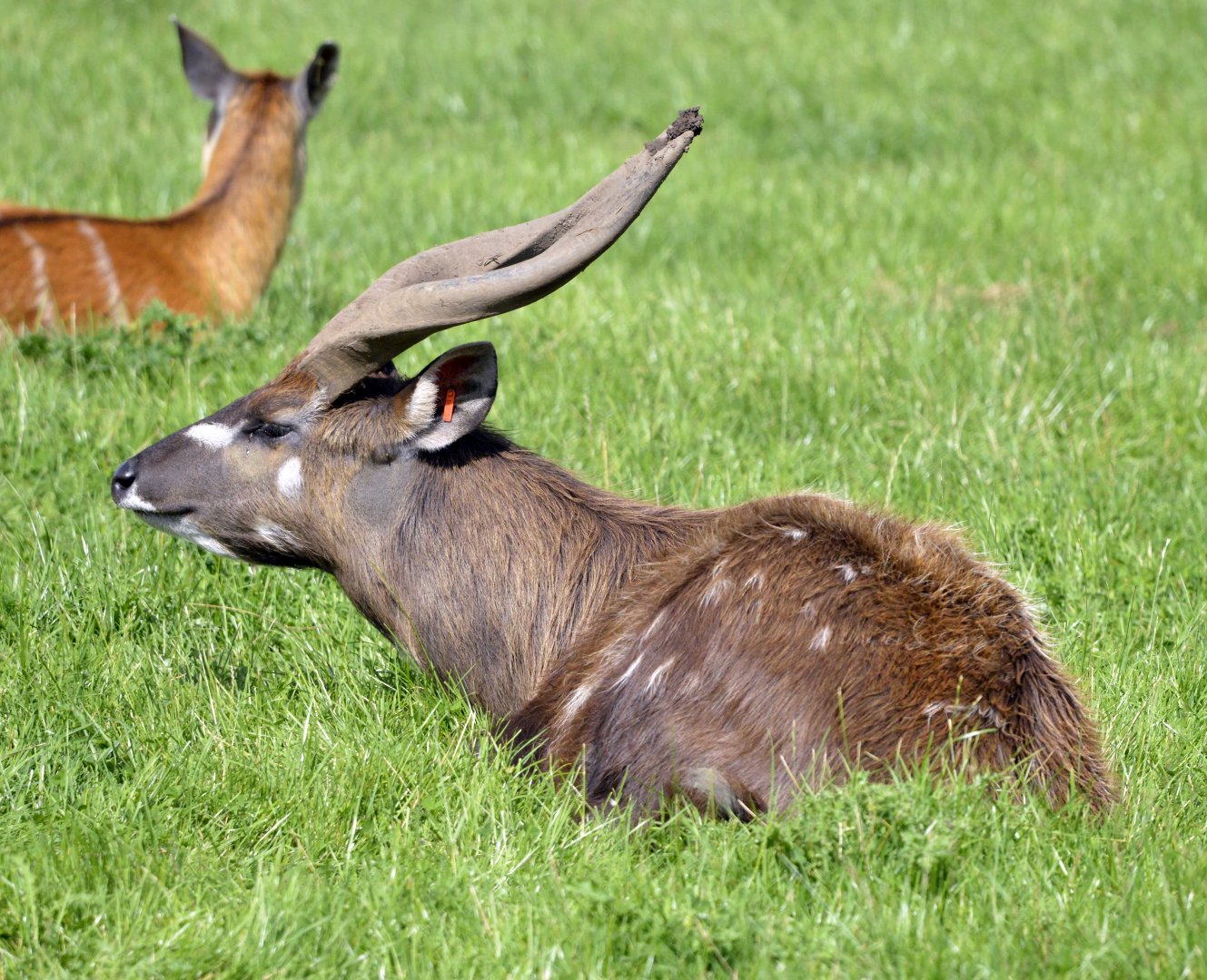 Sitatunga antelope