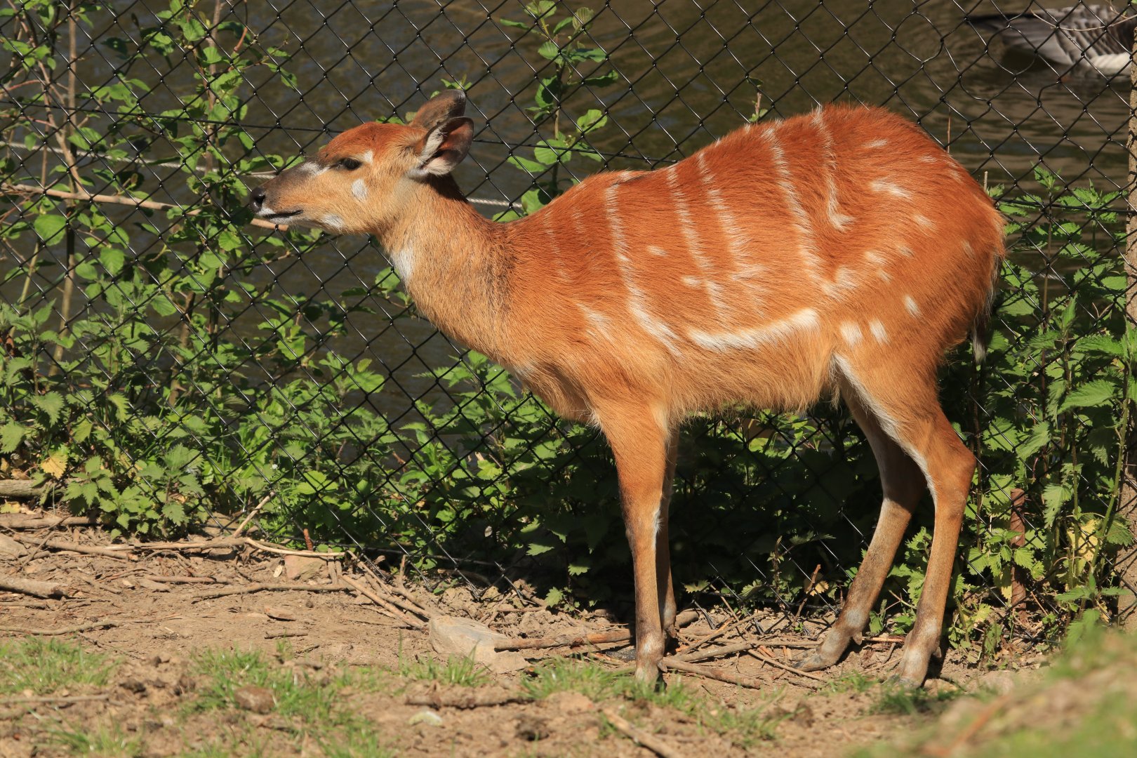 Sitatunga (April 2019)