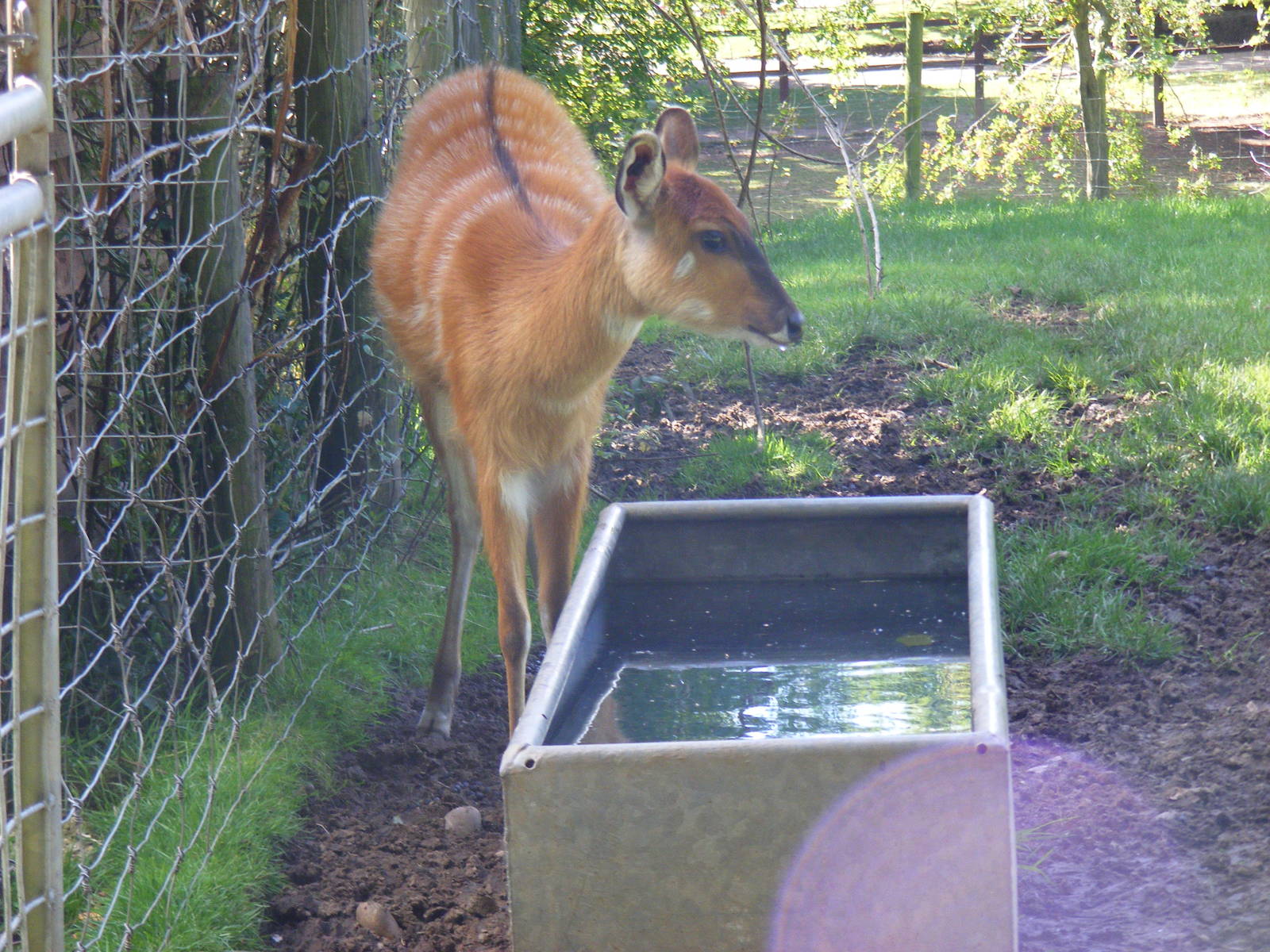 Sitatunga at Birmingham Nature Centre, 30 August 2010