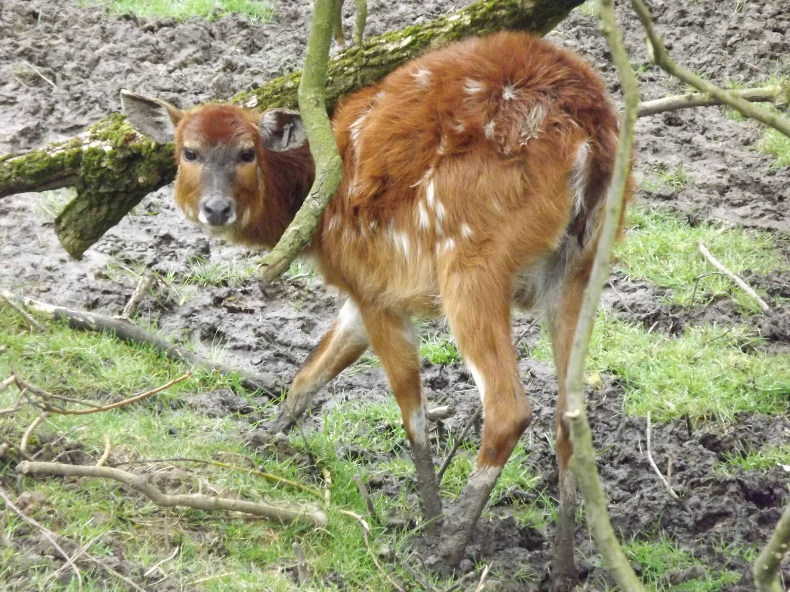 Sitatunga at Blackpool Zoo 11/03/12
