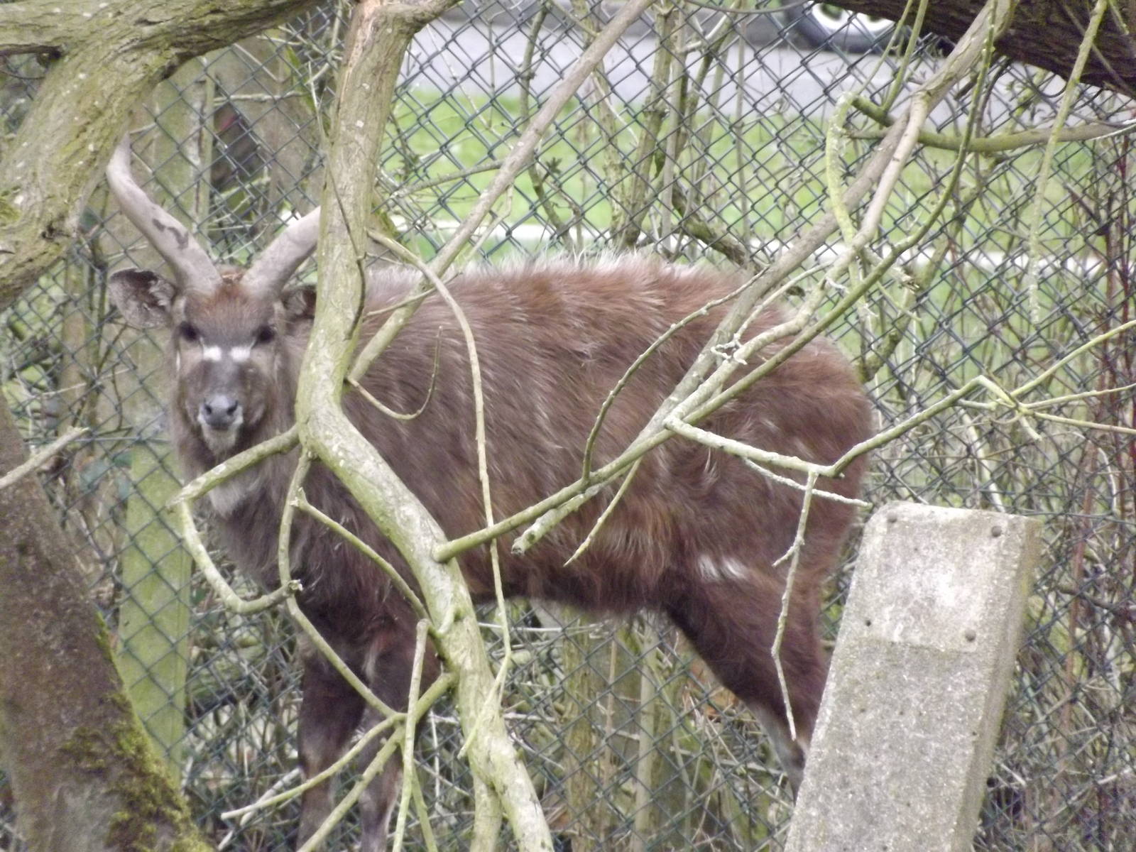 Sitatunga at Blackpool Zoo 11/03/12
