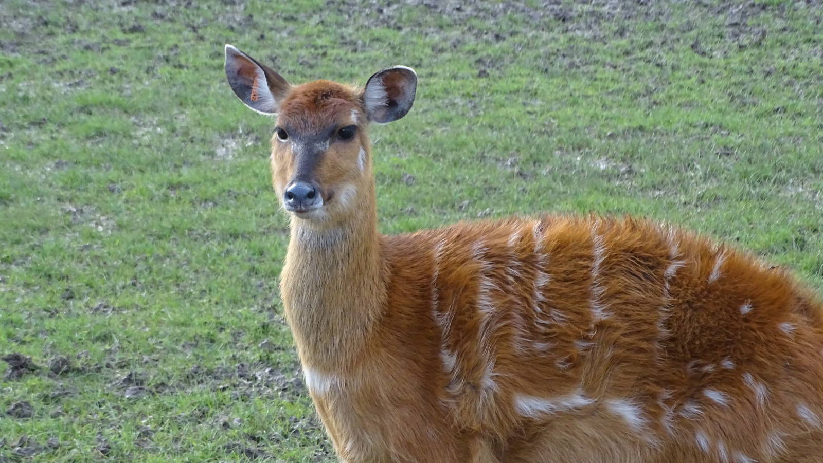 Sitatunga at Chester 02/02/16