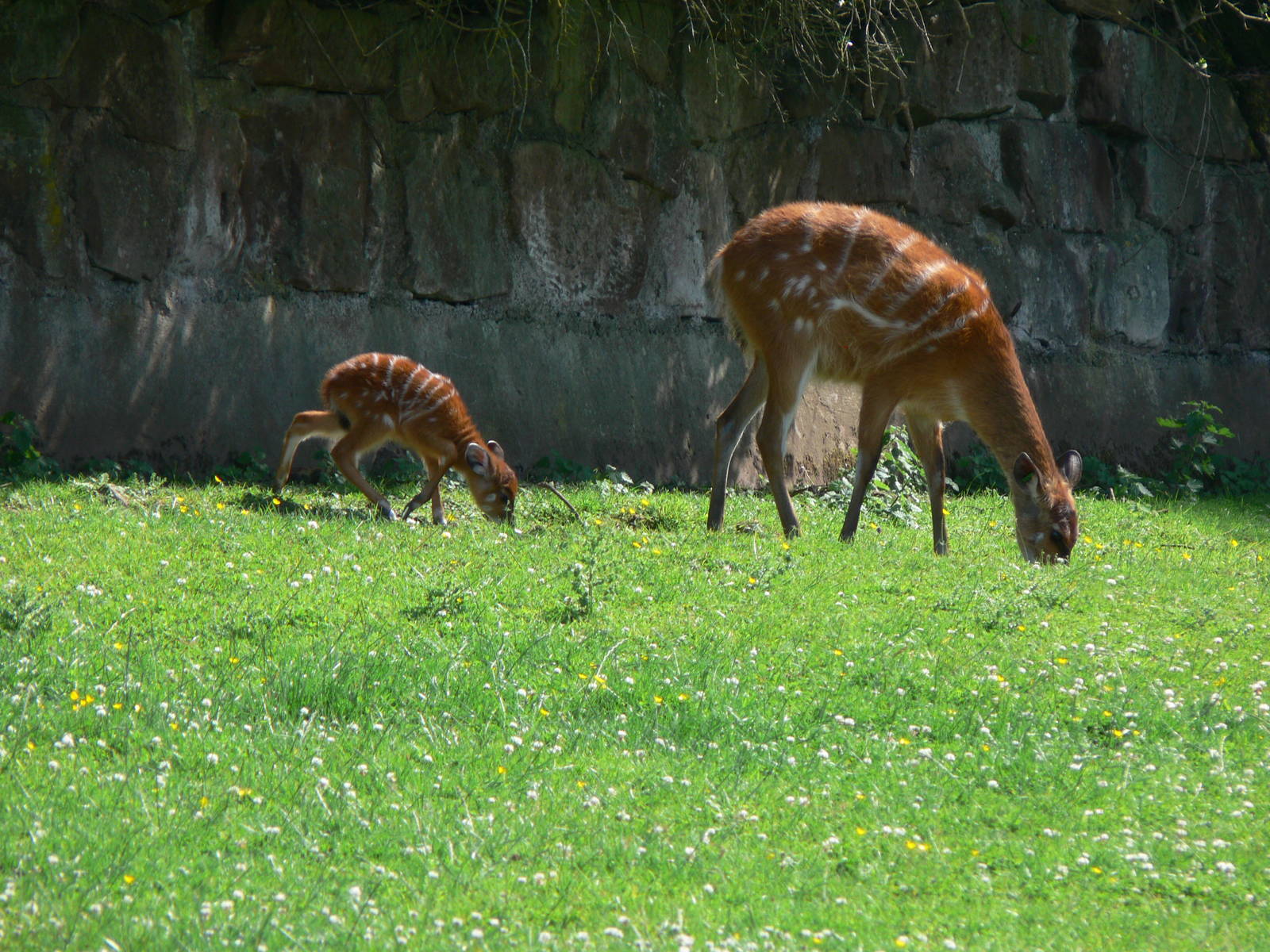 Sitatunga at Chester Zoo, 06/07/13