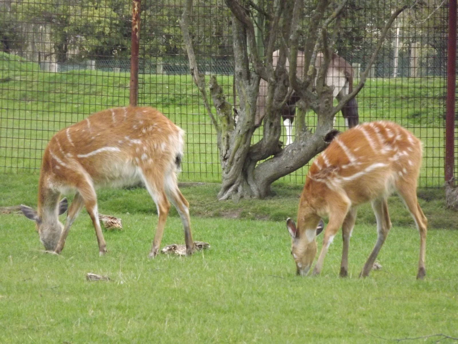 Sitatunga at Chester Zoo 31/03/12