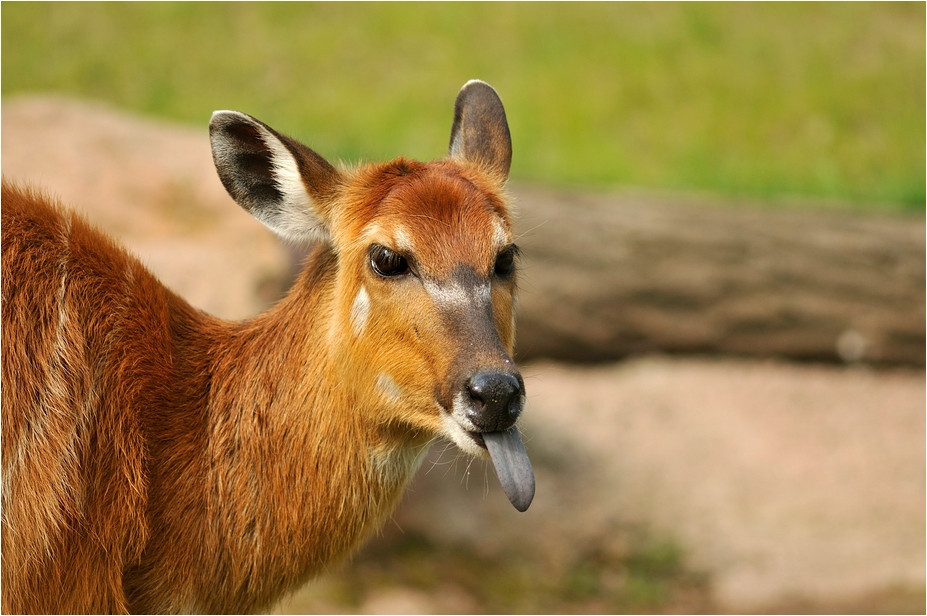 Sitatunga at Köln Zoo