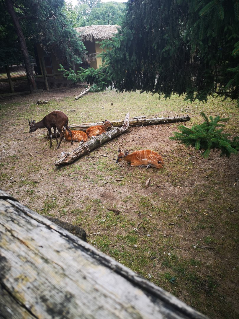 Sitatunga at le Cornelle